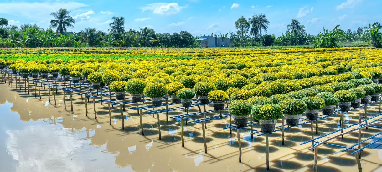 Vietnam even has a floating flower village which is full of colors